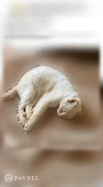 Chat perdu mâle, Avenue de la Musicienne, 2, Lège-Cap-Ferret, Paris - yeux bleus - photo