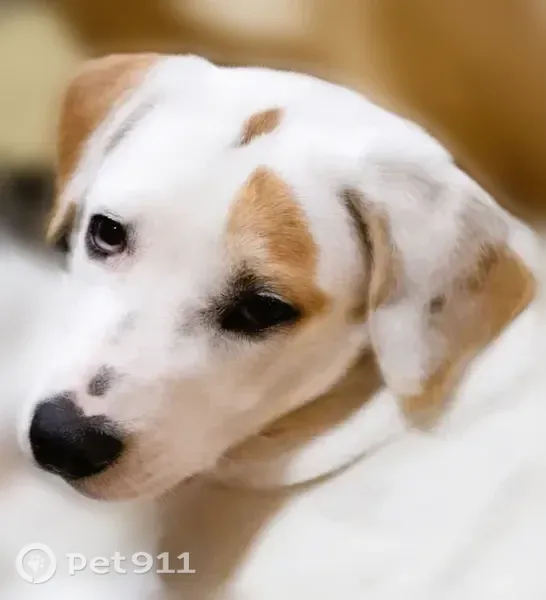 Lost dog, Hollow Creek Road, 55, Hayden — female, all white with tan markings - photo