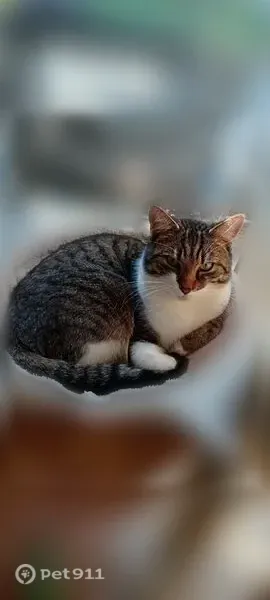 Chat perdu mâle, Route de Houlle, Moulle, Paris - grand et miaule fort - photo