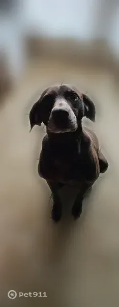 Perdu chien femelle, Chemin de Dauge, Momuy, Bourg — braque allemand de bientôt 14 ans - photo