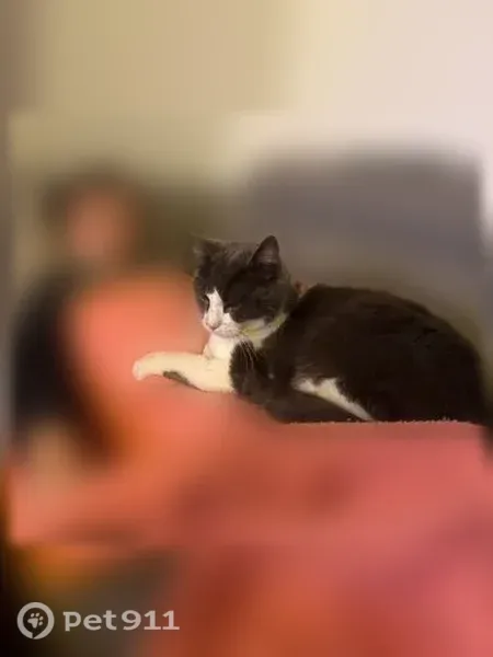 Chat perdu mâle, Chemin des Pères, 124, Auriol - gros gabarit, 7 kg - photo