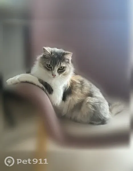Perdu Chat femelle, Rue Louis Blériot, 36, Saint-Médard-en-Jalles - pucée - photo