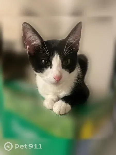 Lost cat, Lawrenceville Highway, 4597, Tucker, Atlanta — small, no tail - photo