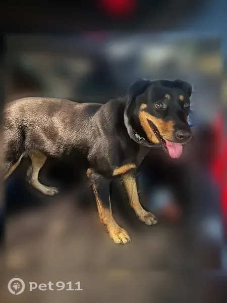 Found dog, Nolda Street, 5367, Houston - photo