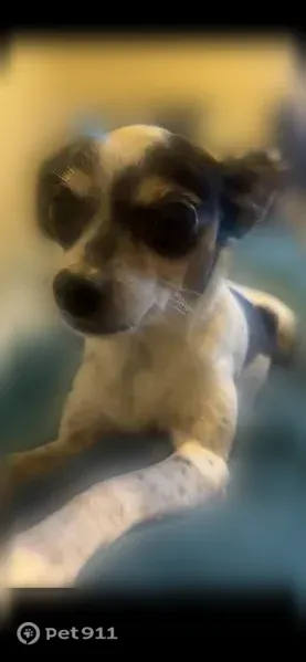 Lost dog, Autumn Creek Court, 11133, Indianapolis — female, very skittish - photo