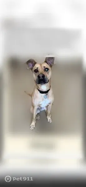 Lost dog, Pendergast Road, New York, Manhattan - female, light tan, floppy ears - photo