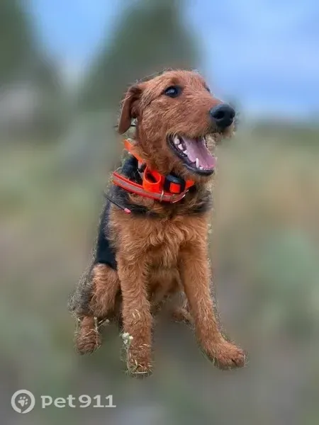 Lost dog, Island Park, Washington — female Airedale Terrier - photo