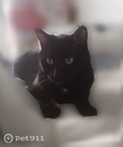 Chat perdu mâle, Rue du Marais, 8, Magny-sur-Tille, Chevigny-Saint-Sauveur — très craintif, identifié - photo