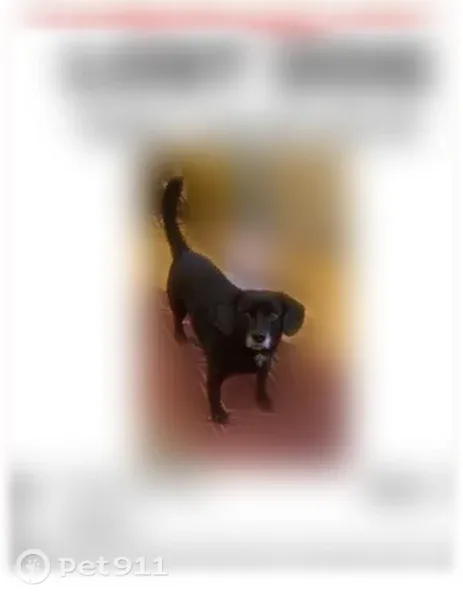 Lost dog, Alexander Lane, 113, Spring Lake - male mixed-breed, small-medium size - photo