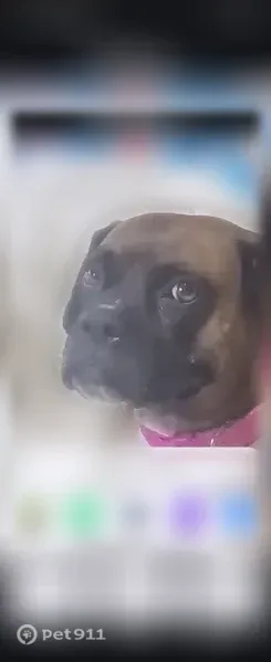 Lost dog, North Jeanette Avenue, 2947, Wichita — female Boxer - photo