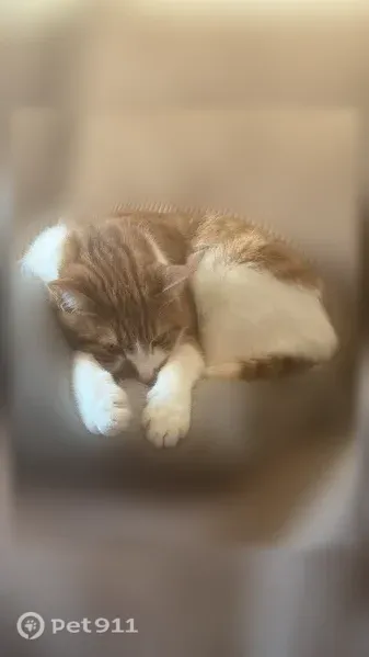 Chat perdu mâle, Avenue de Saint-Martin, 463, Paris - européen roux et blanc - photo