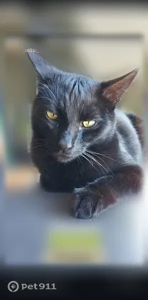 Chat perdu mâle, Hent Lenn, 2, Clohars-Fouesnant — noir, 4 ans, pucé - photo