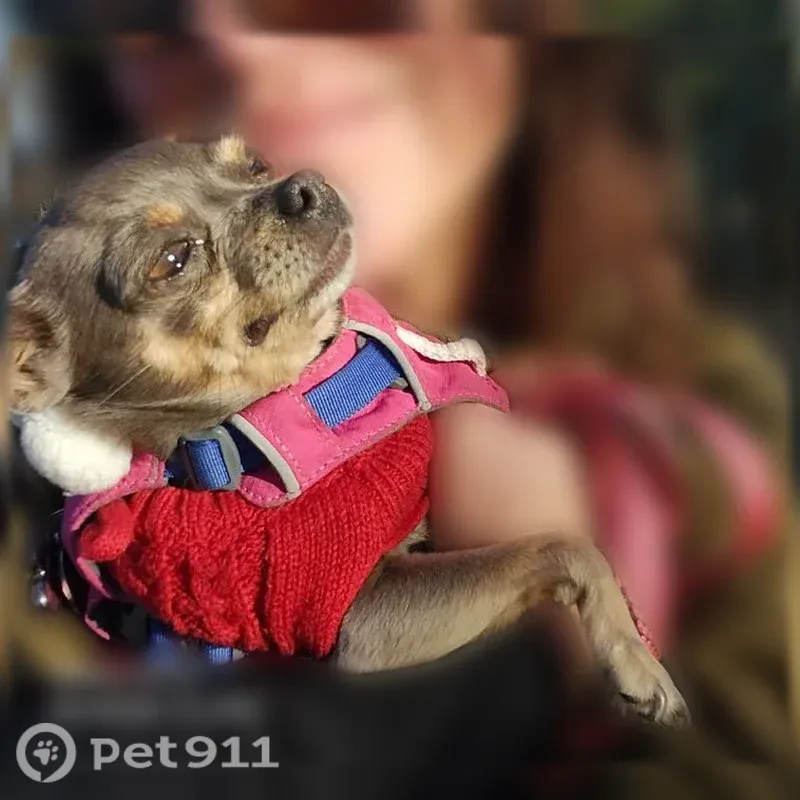 Lost dog, River Park Drive, 5690, Libertyville - grey with markings - photo