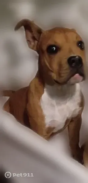Lost dog, Hutchinson, Kansas — female, 6 months old - photo
