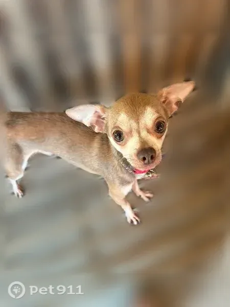 Lost dog, Northeast 46th Street, 14513, Vancouver - male Chihuahua - photo