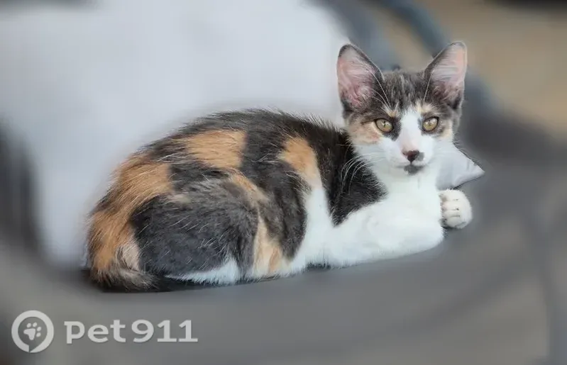 Chat perdu, Rue Alfred de Musset, 3, Perpignan - femelle - photo