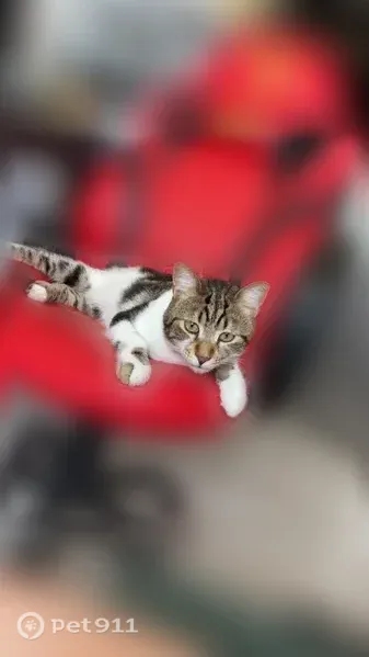 Chat perdu mâle, Rue de l'Égalité, 41, Estaires — peureux, poils courts - photo