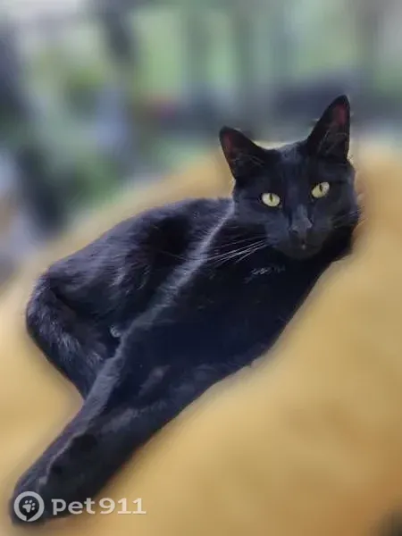 Perdu chat mâle, Allée Joachim du Bellay, Dammarie-les-Lys, Paris — pelage noir, yeux orange - photo