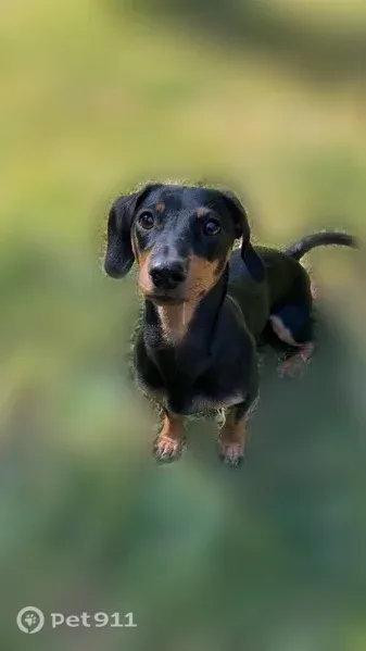 Chien perdu femelle, Impasse des Jonquets, 4, Falaise — teckel nain noire et feu - photo