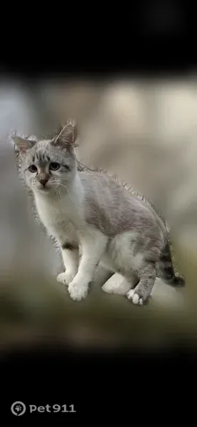 Chat perdu, Paris - femelle, yeux bleus - photo