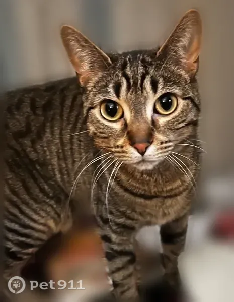 Lost cat, Heavens Up North Campgrounds site 67, Lakewood, Wisconsin — shy, indoor cats - photo