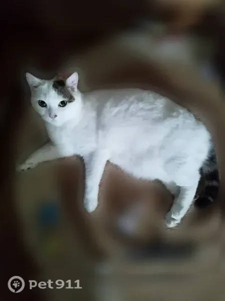 Chat perdu femelle, Rue du Docteur Calmette, 46, Le Mans - chatte blanche à tâches tigrées - photo
