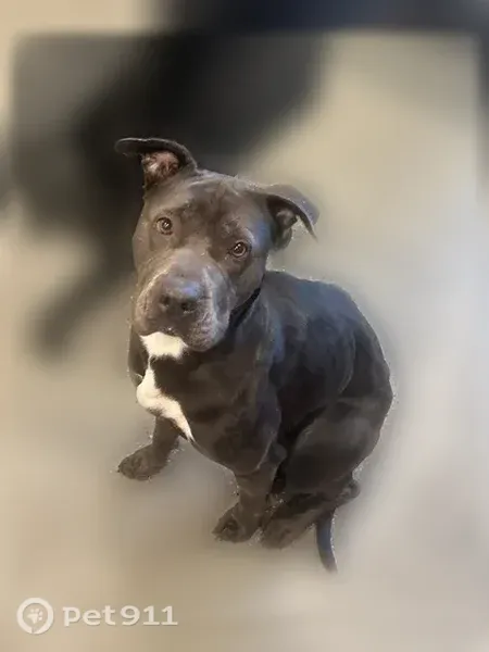 Lost dog, West 110th Place, 115, Chicago - female, shy and scared - photo