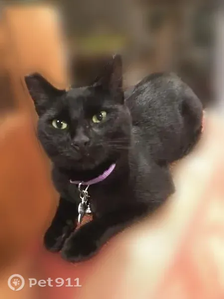 Lost cat, La Mesa Drive, San Carlos - black slim female with clipped right ear - photo