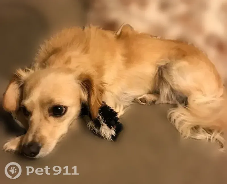 Lost dog, North Rascon Loop, 2004, Phoenix — no collar - photo