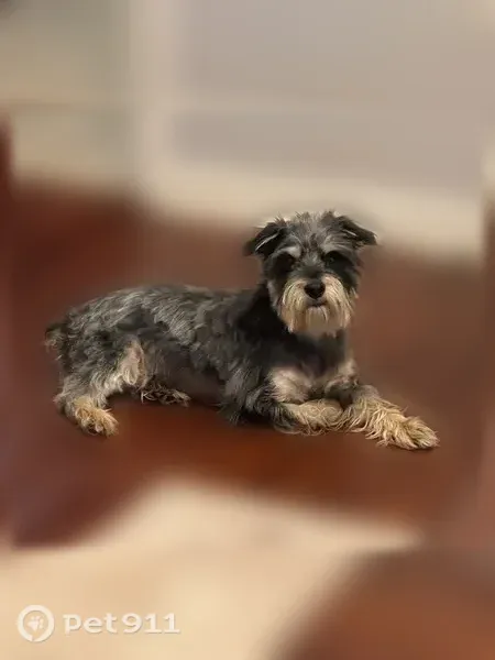Lost dog, Lee Road 507, 10, Phenix City, Washington - small black and gray dog with tan/cream legs and beard - photo