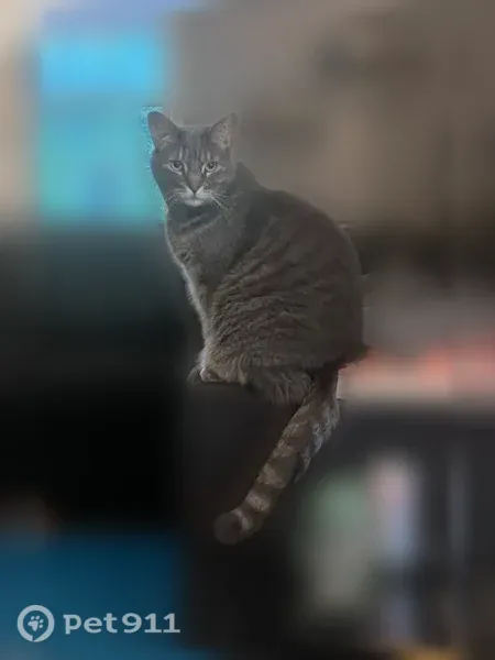 Lost cat, Bellair Drive, 1140, Harrisburg — male, gray tabby - photo