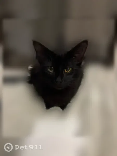 Lost cat, Baltimore Drive, 1650, Baton Rouge - medium-sized black male cat with a purple flea collar - photo