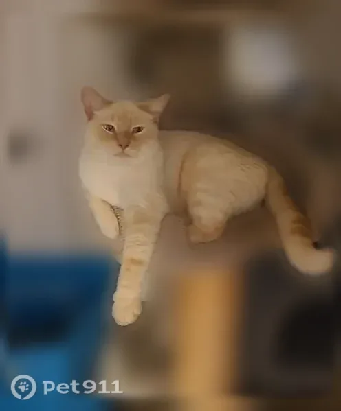 Lost male cat, Harrison Street, 4994, Fort Campbell North - Flame Point Siamese with bright blue eyes - photo