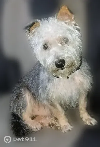 Lost dog, West Bockman Way, 267, Sparta - photo