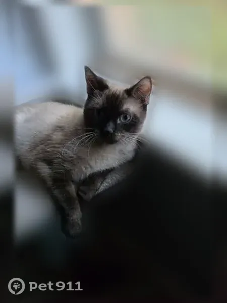 Lost cat, Amber Valley Lane, 9537, Las Vegas — female, small Siamese - photo