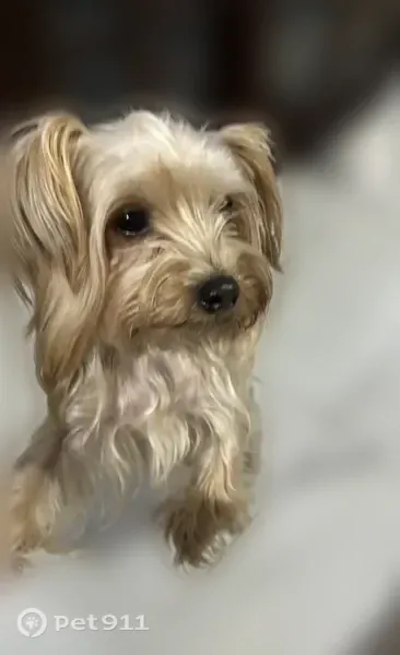 Lost dog, Kansas City - white with some grey - photo