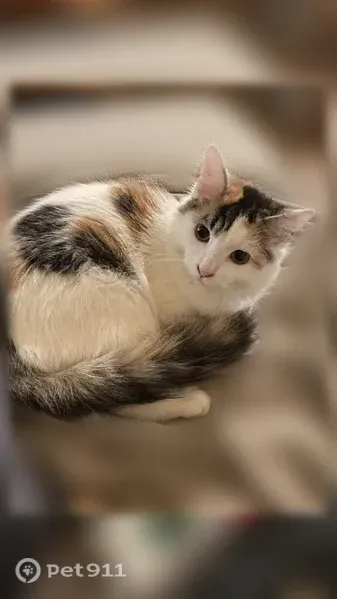 Lost cat, Airport Boulevard, 43, Morgantown - indoor kitty - photo