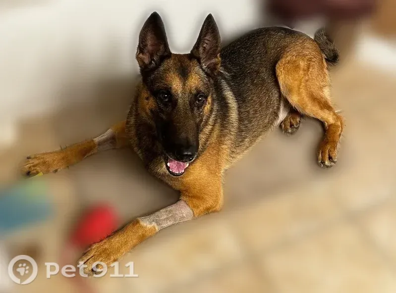 Lost dog, Grove Drive, 405, Killeen — male, black and tan Belgian Malinois/German Shepherd mix - photo