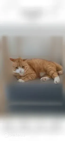 Chat perdu mâle, Rue de la Fontaine Sarrazin, 119, Crégy-lès-Meaux - taches blanches - photo