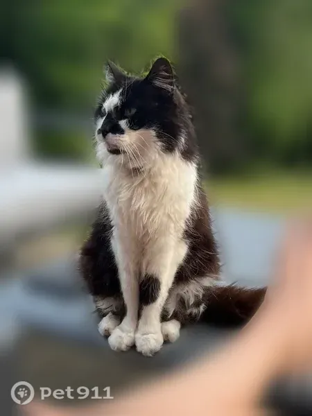 Chat perdu mâle, Rue du Lieutenant Folliet, Billy-Berclau, Douai - blanc et noir type angora - photo