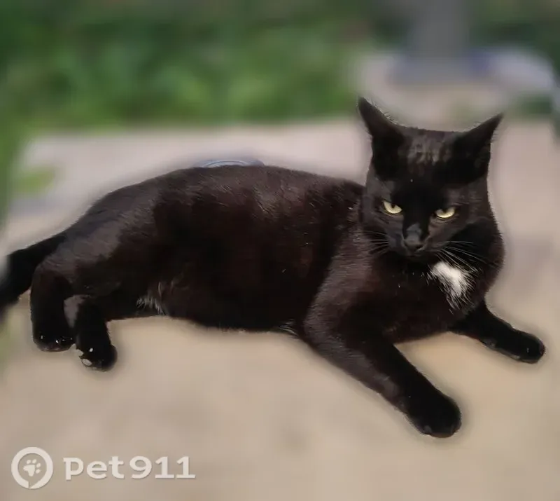 Chat perdu mâle, Allée des Chouettes, 40, Saint-Marcel-lès-Valence, Meximieux - noir, tache blanche au cou - photo