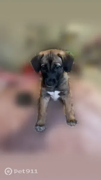 Lost dog, Irving, Texas, Columbus - 2 months old, dark brown, big ears - photo