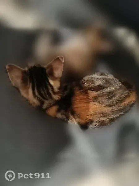 Perdu chat femelle, Route de Valbonne, 72, Le Cannet — deux chatons tricolores - photo
