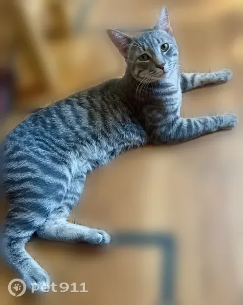Lost cat, Green Street, 4;6, Beachmont, Revere — green eyes - photo