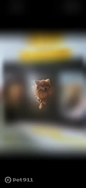 Lost dog, Dawson Road, Askewville - male, brown coat, pink flea collar - photo