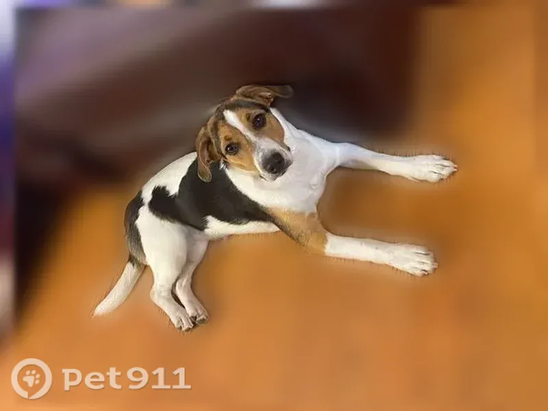 Lost dog, West Shepard Avenue, 14, Hamden, Waterbury — female, small - photo