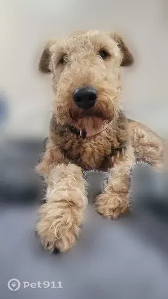 Lost dog, Cypress Creek Parkway, 604, Smithfield - female Airedale Terrier - photo