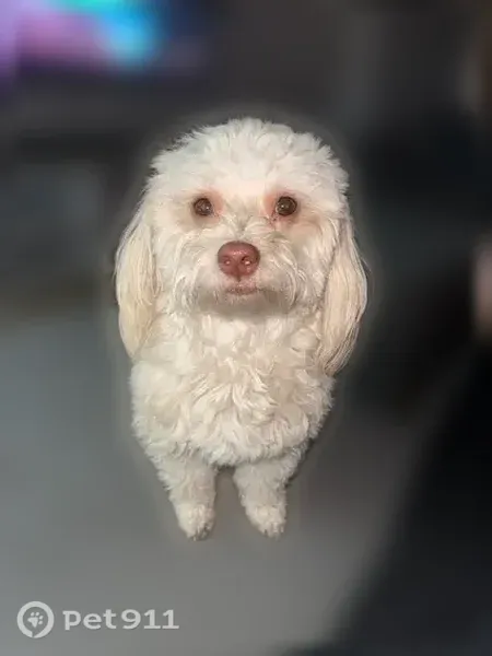 Lost dog, West Behrend Drive, 602, Phoenix — female, 3 years old - photo