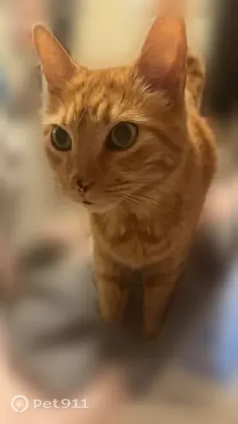 Lost cat, East Main Street, Austin - male orange tabby, neutered - photo
