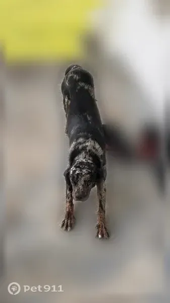 Found dog, Dover Fort Barnwell Road, 410, New Bern — very thin and friendly - photo